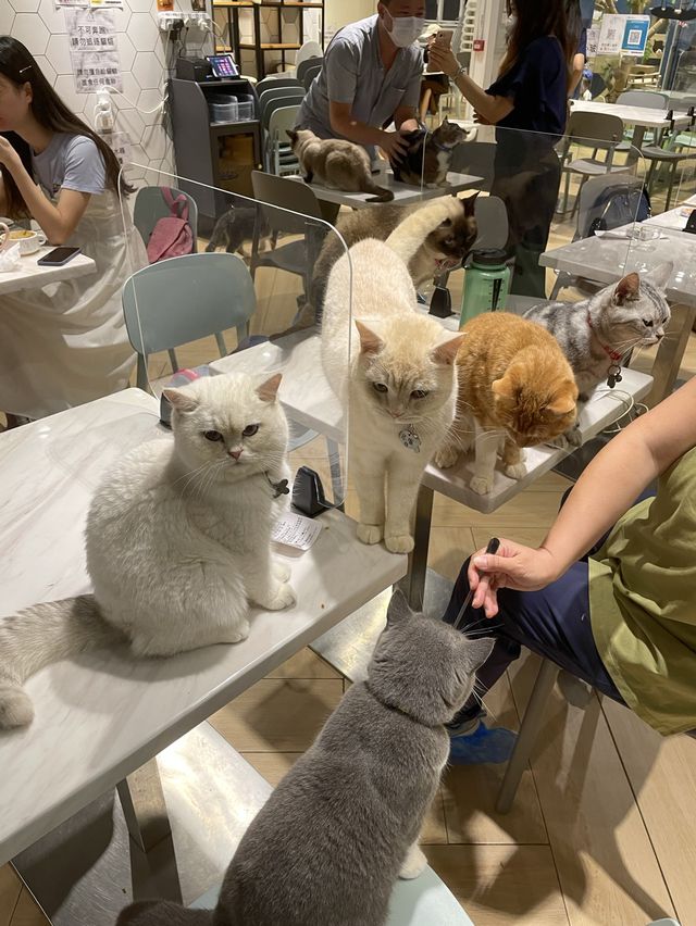 Urban cafe 觀塘去特色貓cafe