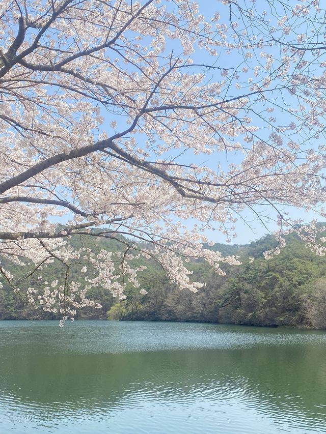 알고보니 벚꽃 맛집, 부안 개암사 벚꽃