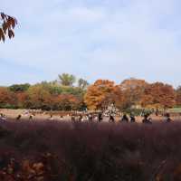 나홀로나무🌳 올림픽공원