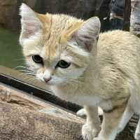 リアルジャングル🌿たくさんの動物と触れあえる体験型動物園✨人気のスナネコも✨