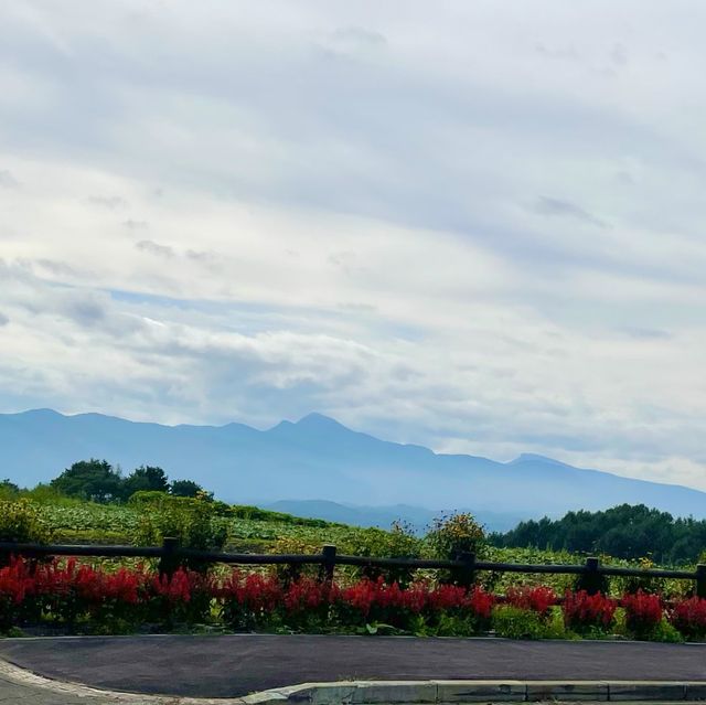 【群馬県】嬬恋村に秋の訪れ🥬🌸