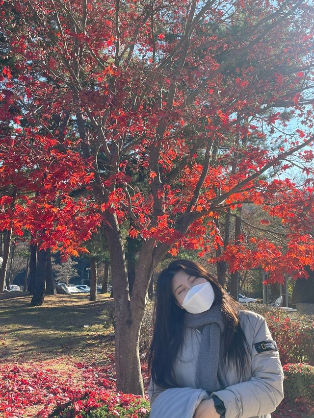 가을하면 뜨는 단풍여행 명소 : 용문사