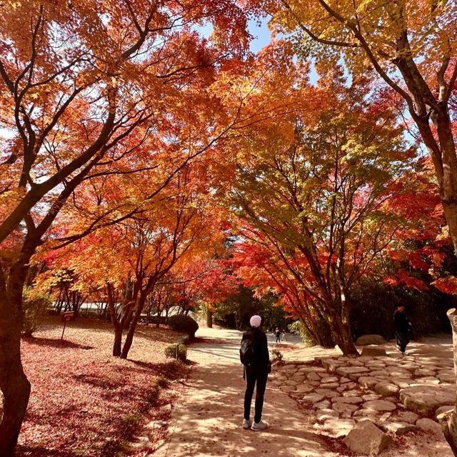 Gyeongju , is a must place to enjoy autumn 🍂