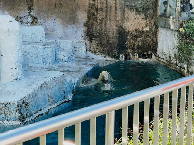 大阪 天王寺動物園 — 睇到香港睇唔到嘅動物