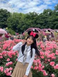 내년 6월 꼭 가야할 에버랜드 장미축제🌹🌷
