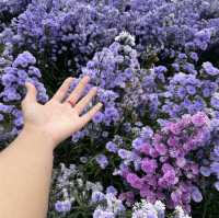 I love Flower Farm สวนดอกไม้ใกล้ตัวเมืองเชียงใหม่