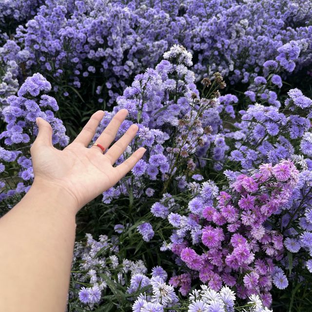 I love Flower Farm สวนดอกไม้ใกล้ตัวเมืองเชียงใหม่