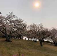櫻花與油菜花共舞，彷如走入世外桃園！