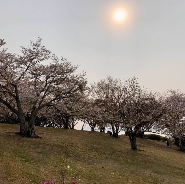 櫻花與油菜花共舞，彷如走入世外桃園！