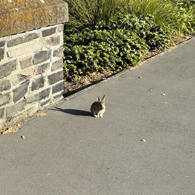 NZ_Christchurch 基督城 街景