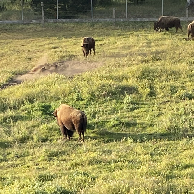 Amazing buffalo paddock at Golden Gate Park