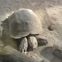 Best Zoo in Shanghai