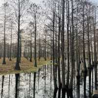 Water Forest, Qingpu🌲🌿