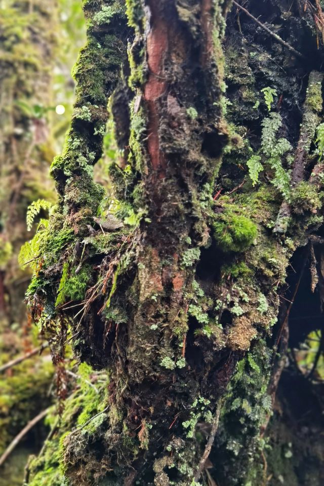 Jinmalun Plateau enjoys coolness and greenery.