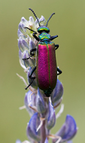 Bug Fest 2024 | North Carolina Museum of Natural Sciences