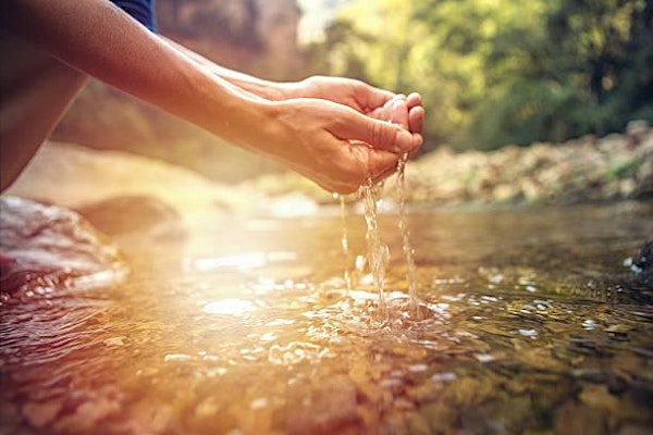 Understanding the Elements in Palmistry | The Plant Mystic