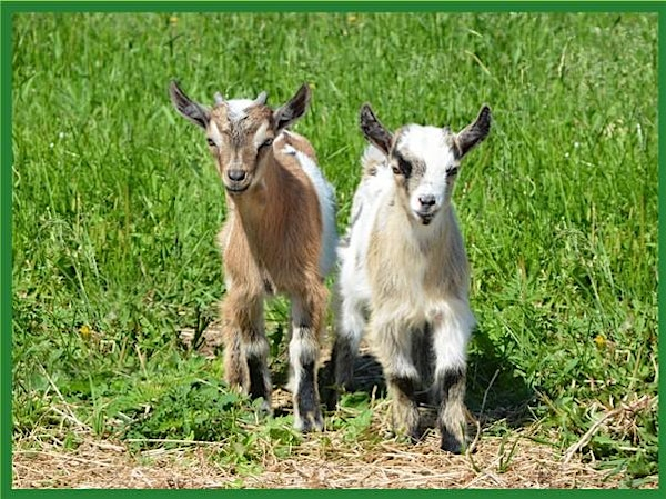 Baby Goat Yoga for Lemay Forest | Aurora Farm
