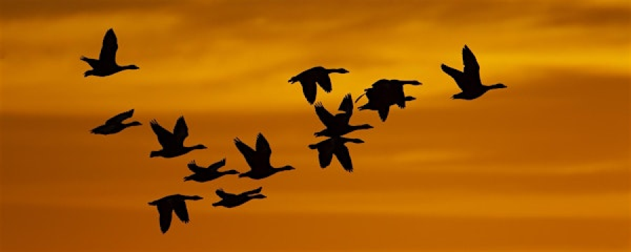 Workshop: Winter bird photography (ELC 2806) | Lackford Lakes Nature Reserve