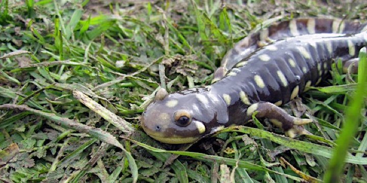 California Tiger Salamander Terrestrial Ecology Workshop | Laguna de Santa Rosa Foundation