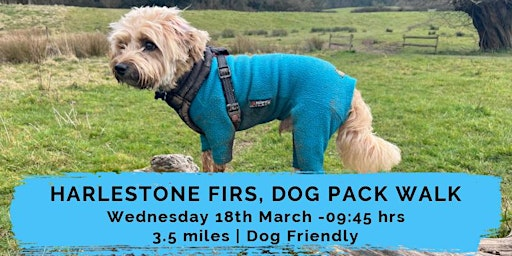 HARLESTONE FIRS DOG PACK WALK| 4 MILES | MODERATE | NORTHANTS | Harlestone Firs Forest Walk