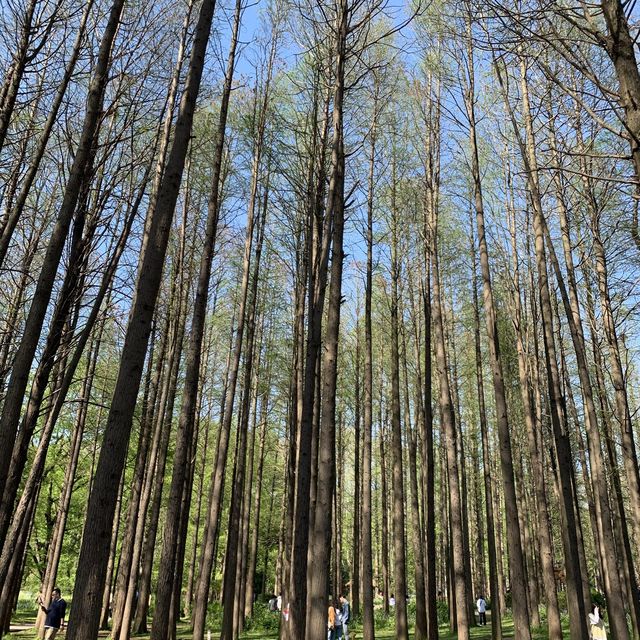 Nanjing Zhongshan Botanical Garden