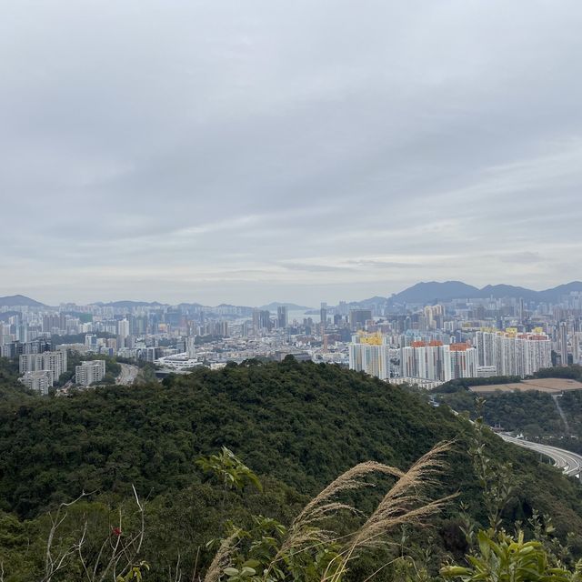 馬騮聚集聖地 （金山郊野公園）