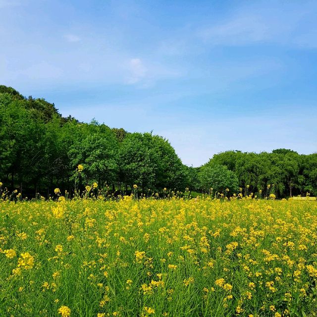 대구에서 유채꽃 감성 느끼기 [두류공원 유채꽃밭]