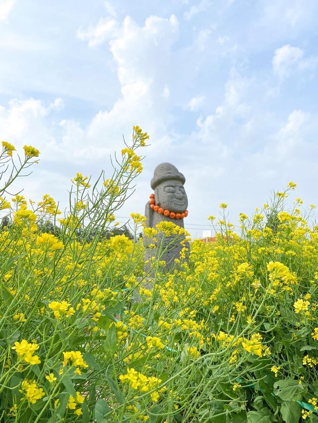 짱구네 유채꽃밭::천원으로 즐기는 조용한 유채꽃밭