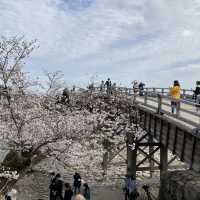 春の錦帯橋