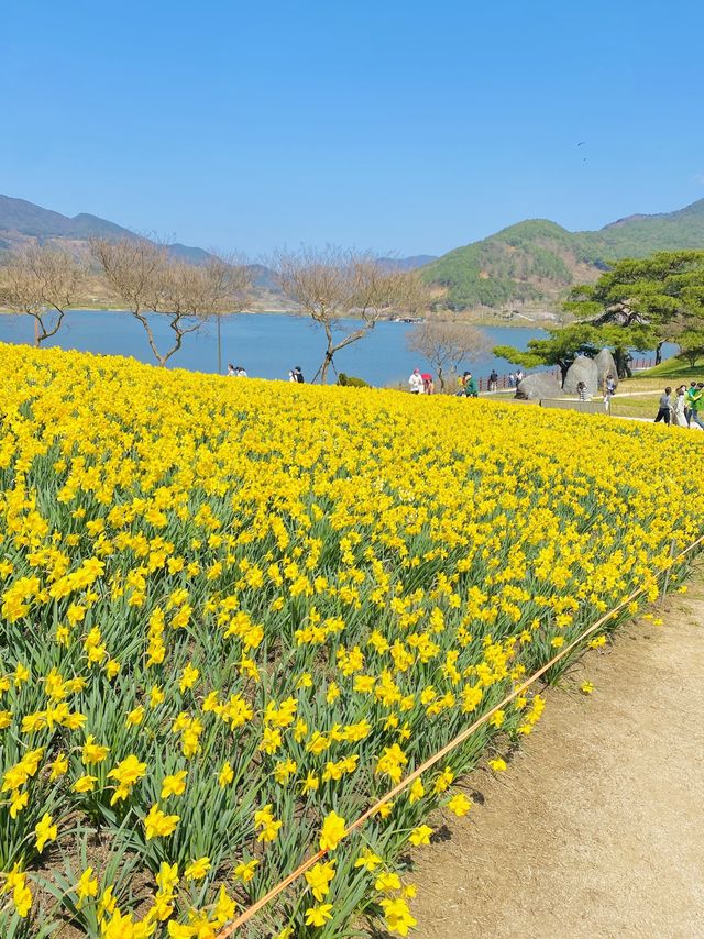 한국의 스위스🌿노랑노랑 수선화와 호수를 한번에 볼 수 있는 곳!