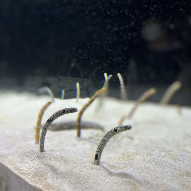 【京都】京都水族館に行ってきた！