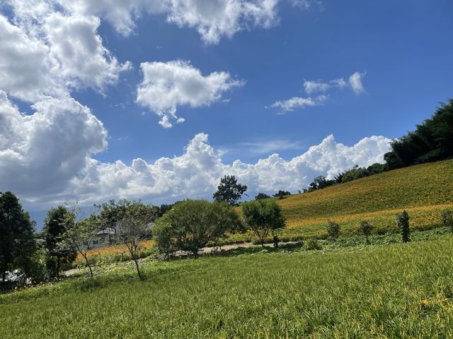 2022赤柯山 仙旅奇緣 金針花季