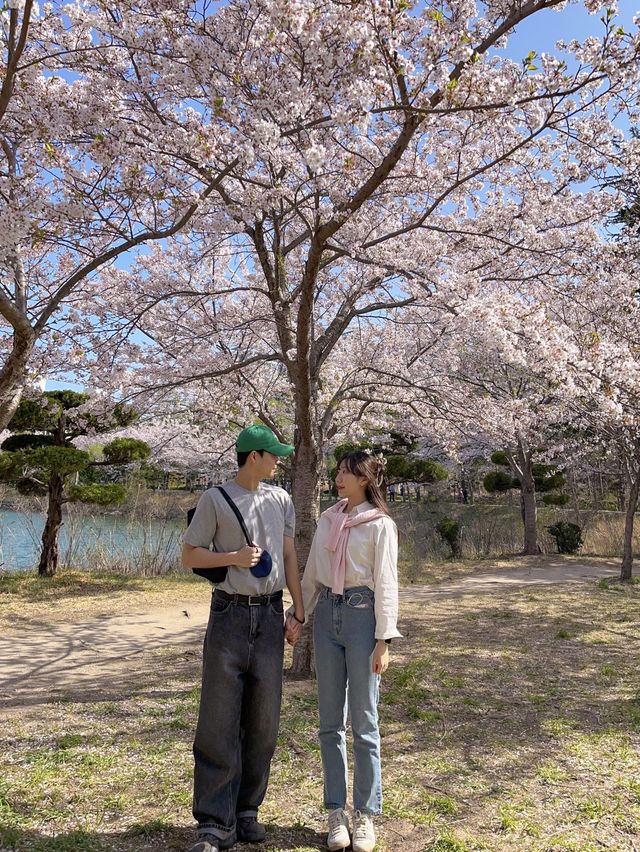 나의 인생 벚꽃 여행지🌸속초 영랑호💗