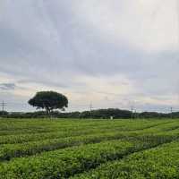 Osulloc Tea Museum