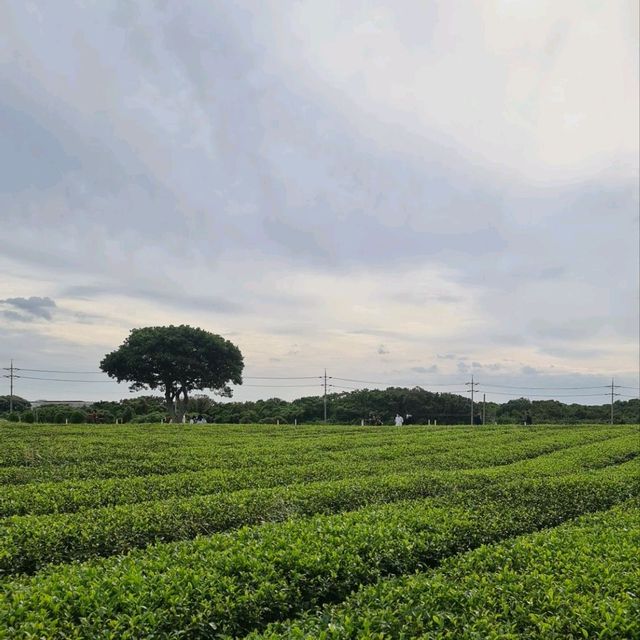 Osulloc Tea Museum