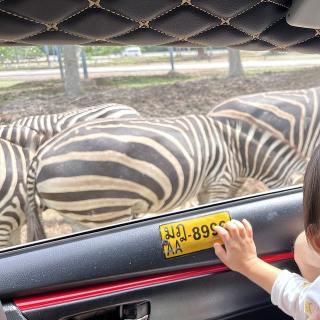 bangkok safari park - animals uncaged