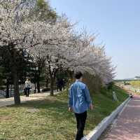 숨은 서울 벚꽃명소 안양천🌸
