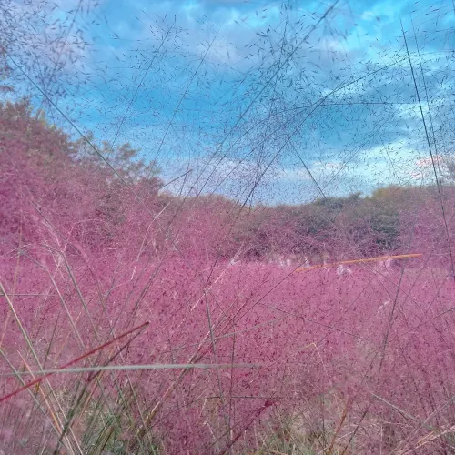 韓国/ソウル【オリンピック公園】韓国の秋はピンクミューリーを見に行こう🌾💕
