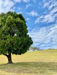 서울 올림픽공원의 메인 나홀로나무🌳 