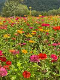 서울 근교에 이렇게 넓은 백일홍 꽃밭이 있다고? 💐