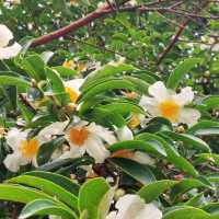 #香港動植物公園#波斯菊