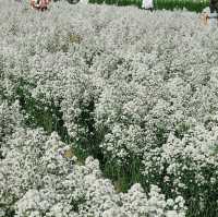 I Love Flower Farm - ปักหมุดสวนดอกไม้สวยเชียงใหม่