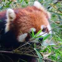 ROBUSTLY ADORABLE RED PANDAS 