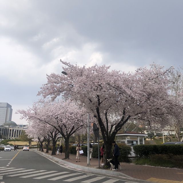 대학로 벚꽃 맛집, 경북대학교 러브로드?!💓