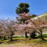 【兵庫 明石城跡】美しき城跡と桜の撮影スポット🌸🌸🌸
