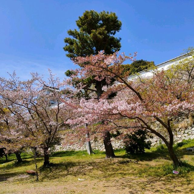 【兵庫 明石城跡】美しき城跡と桜の撮影スポット🌸🌸🌸