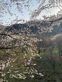 춘천댐 벚꽃길에서 벚꽃 구경하기🌸