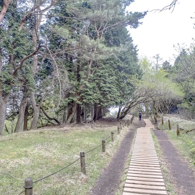 大倉尾根の木道を行く