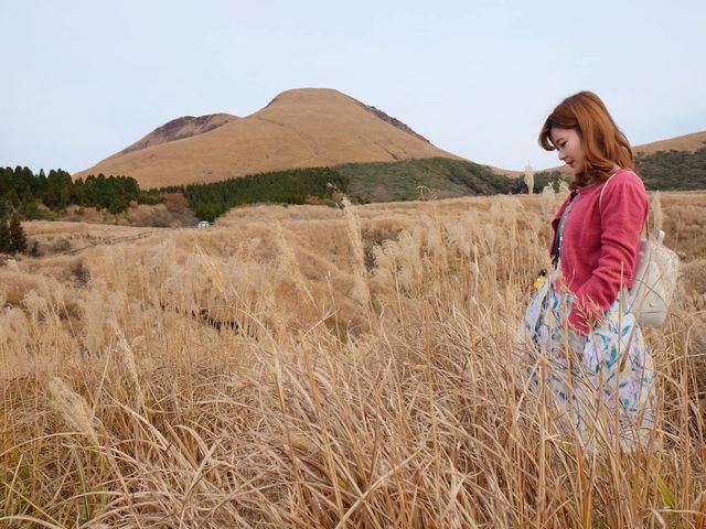 熊本縣必去打卡黃澄澄的草原美景📸️📸️📸️