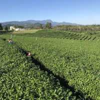 泰緬邊境最大的茶園🍵